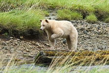 Spirit Bear